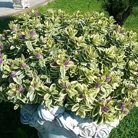 Ginevra 3*