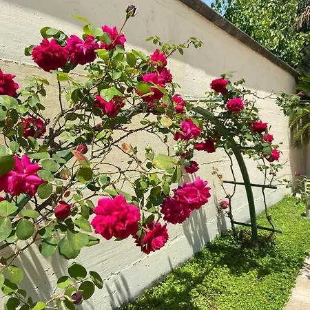 Ginevra